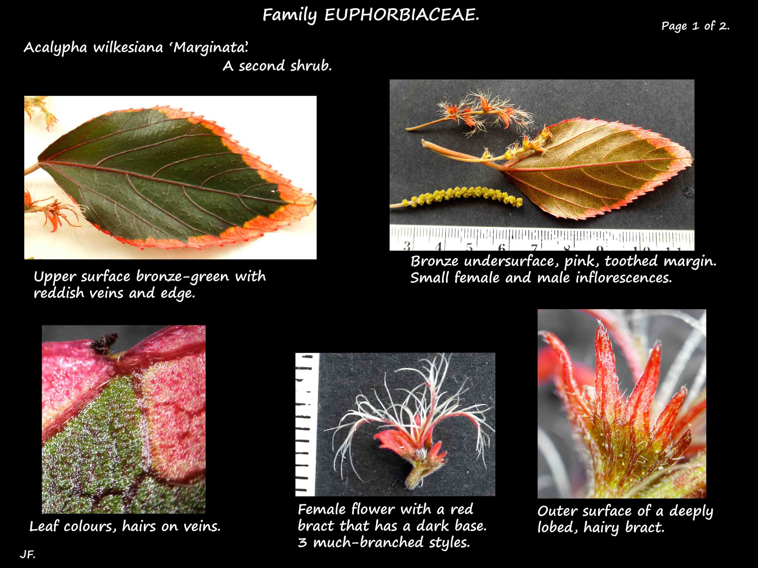 2 Leaves & female flowers of Acalypha 'Marginata'